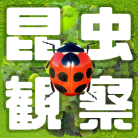 AR昆虫観察アイコン